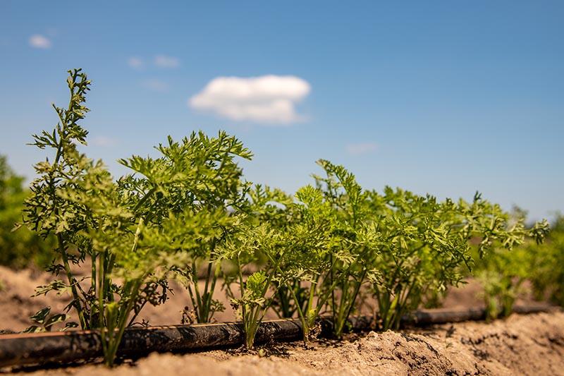 A close up of a row of Daucus carota plants growing outdoors in bright sunshine with blue sky in the background.