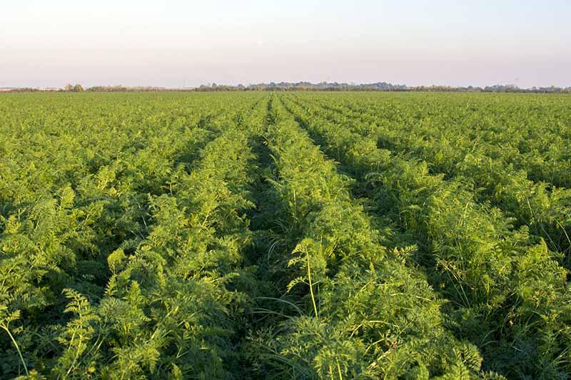 A field of commercial crops, monoculture, with only one variety growing in a large area, with mountains and sky in the background.