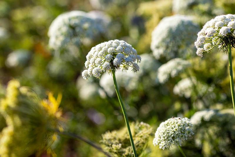 A close up of the white flowering umbels of Queen Anne's Lace growing in the garden in light sunshine on a soft focus background.