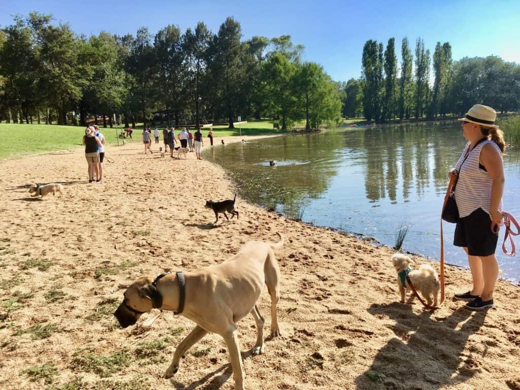 Canberra dog swimming areas - our favourites