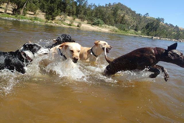 Canberra dog swimming areas - our favourites