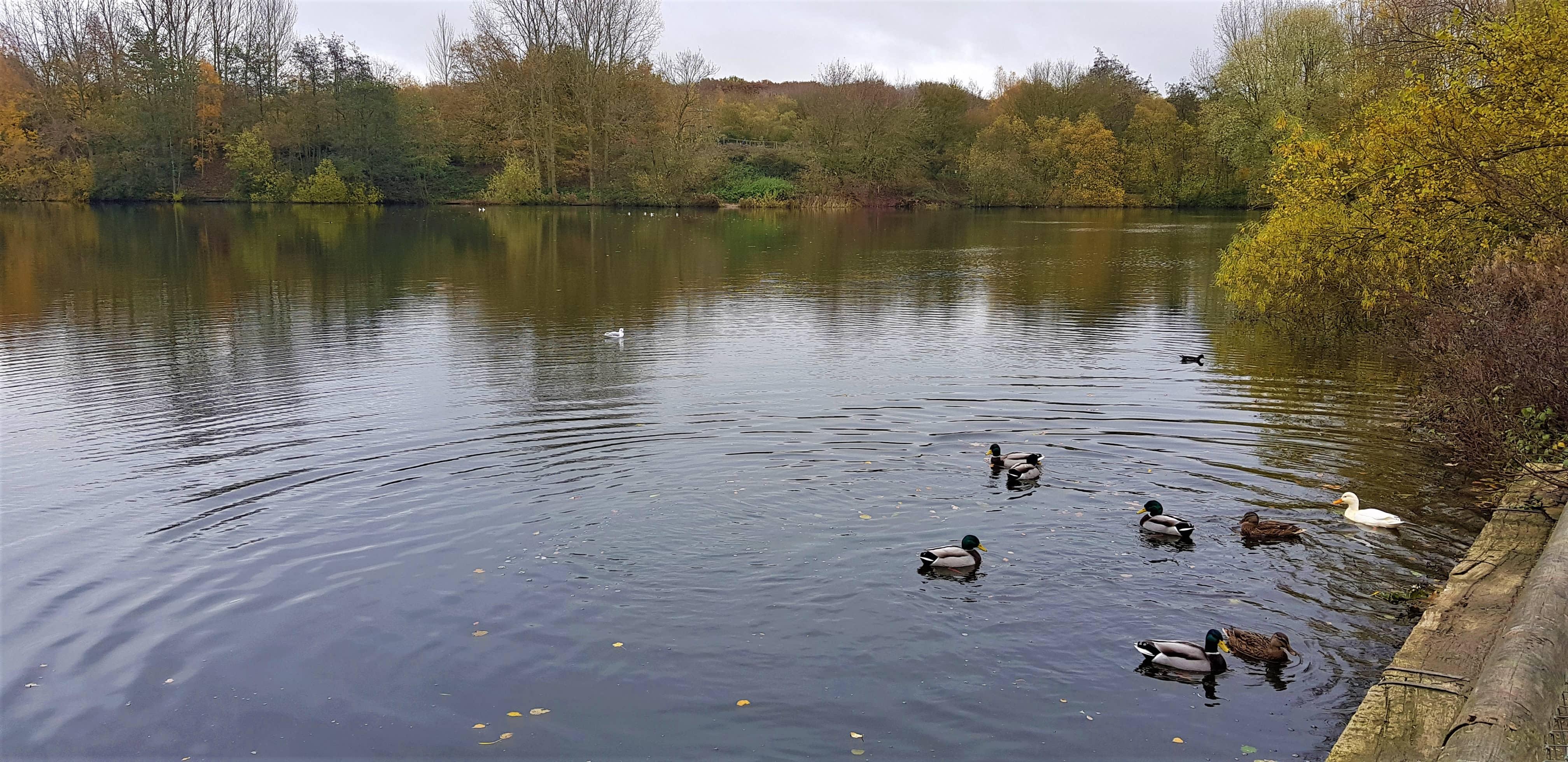 Places to Feed the Ducks in Coventry