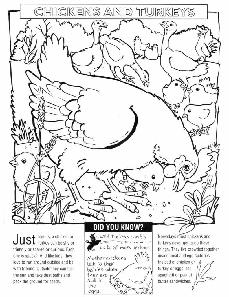 chicken coloring sheet