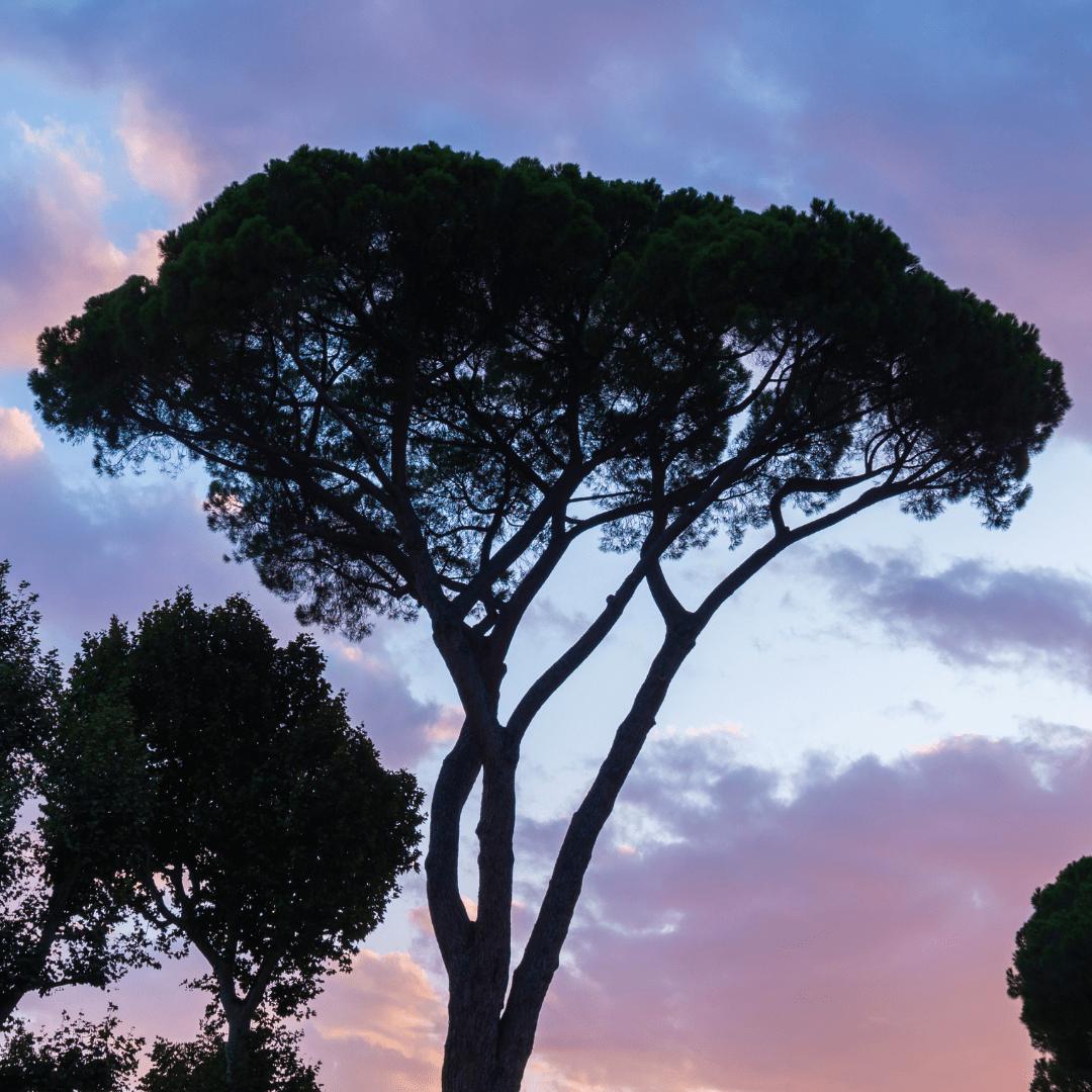Stone Pine Tree at Sunset in Tuscany, Italy