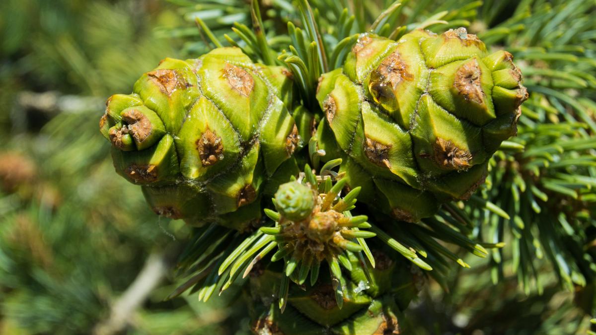 baby pine cones