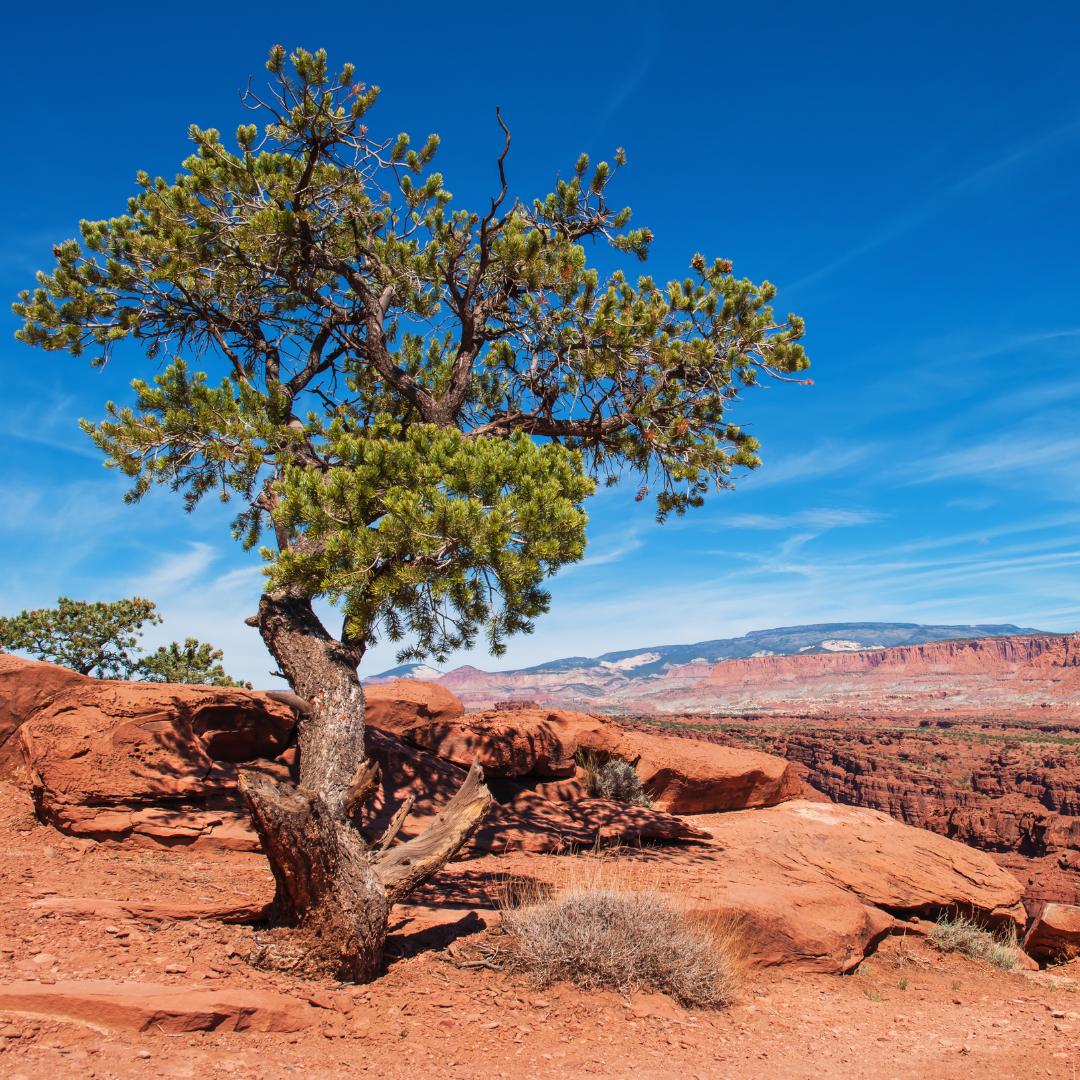 pinyon pine tree in utah desert