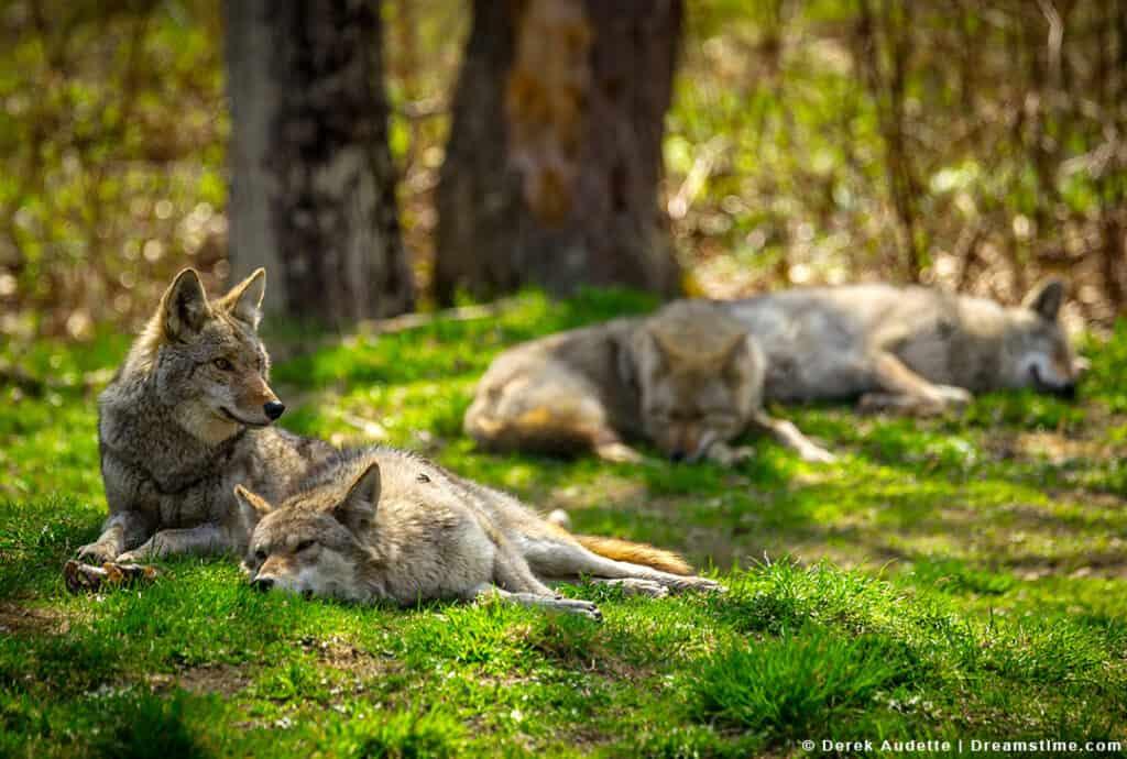Coyote Pack Sleeping in Grass with Sun