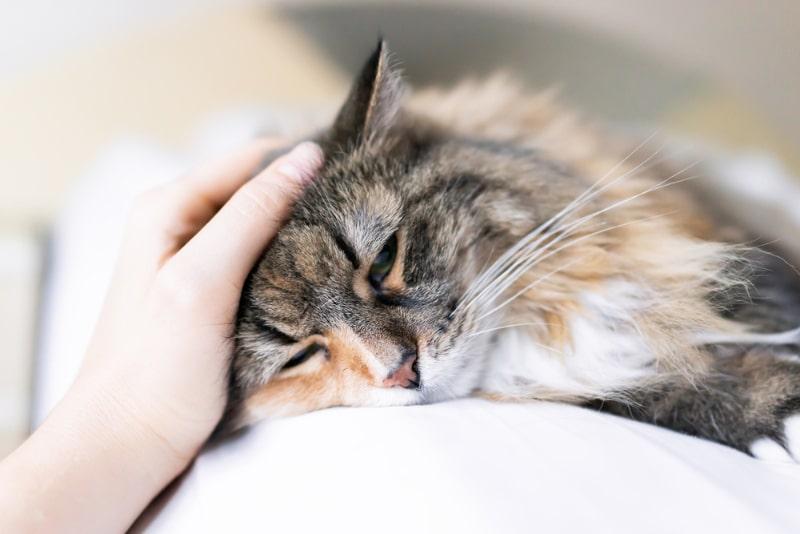 female hand petting sad calico maine coon cat