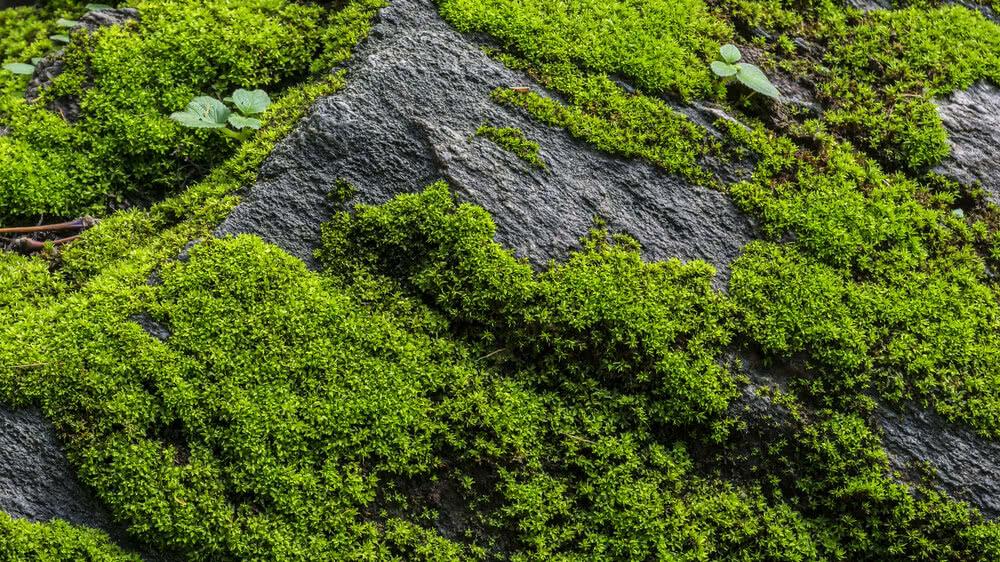 moss ground cover