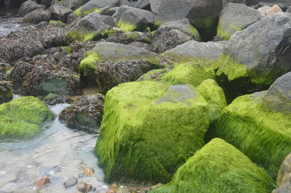 growing moss on rock