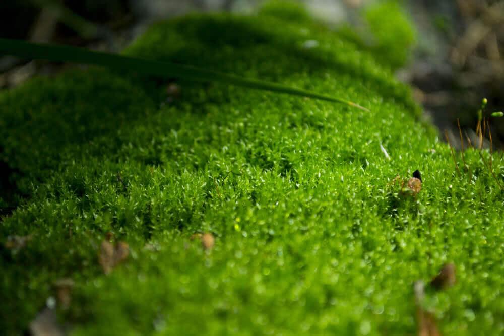 where to find moss - forest moss