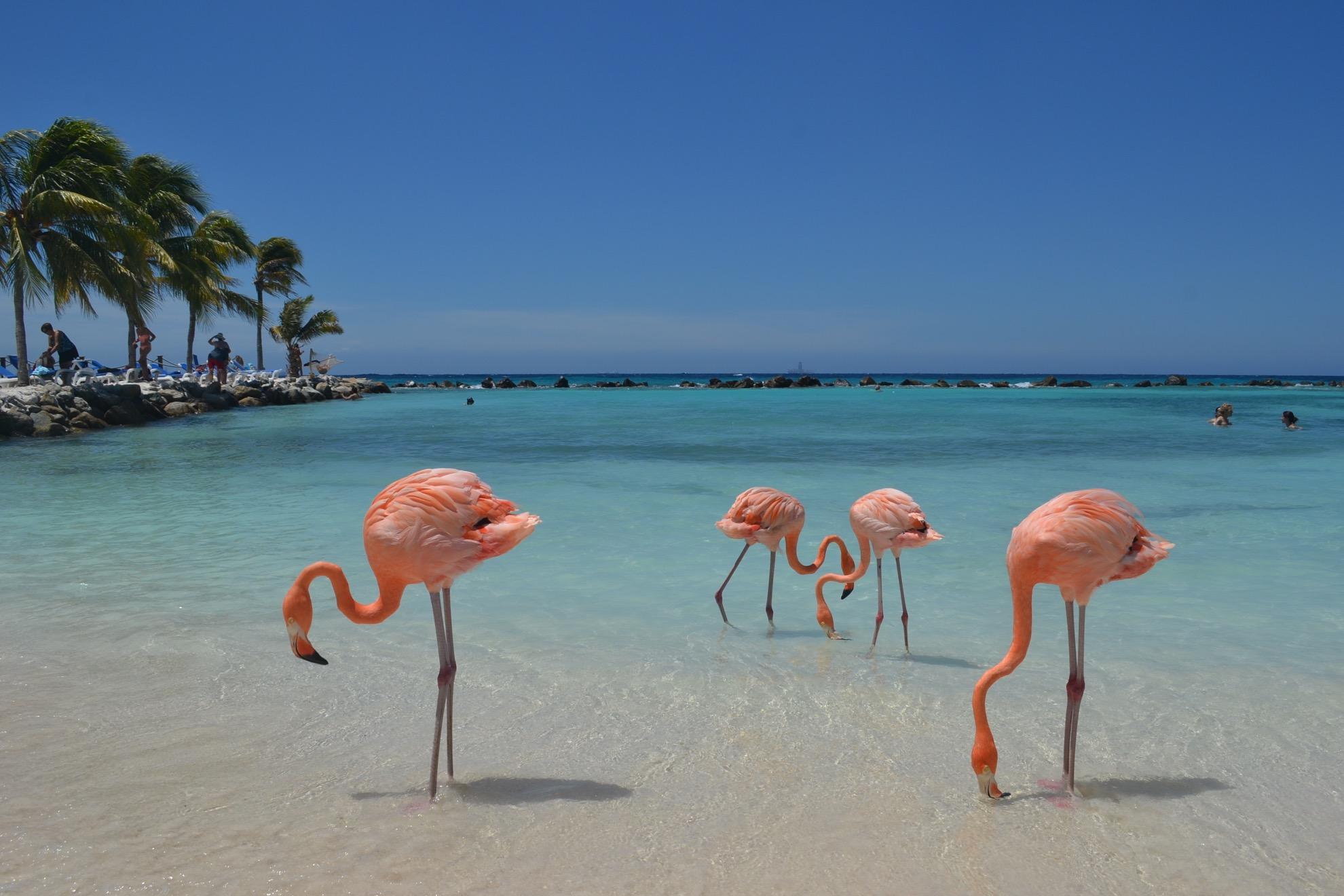 Wild flamingos on Renaissance Island.