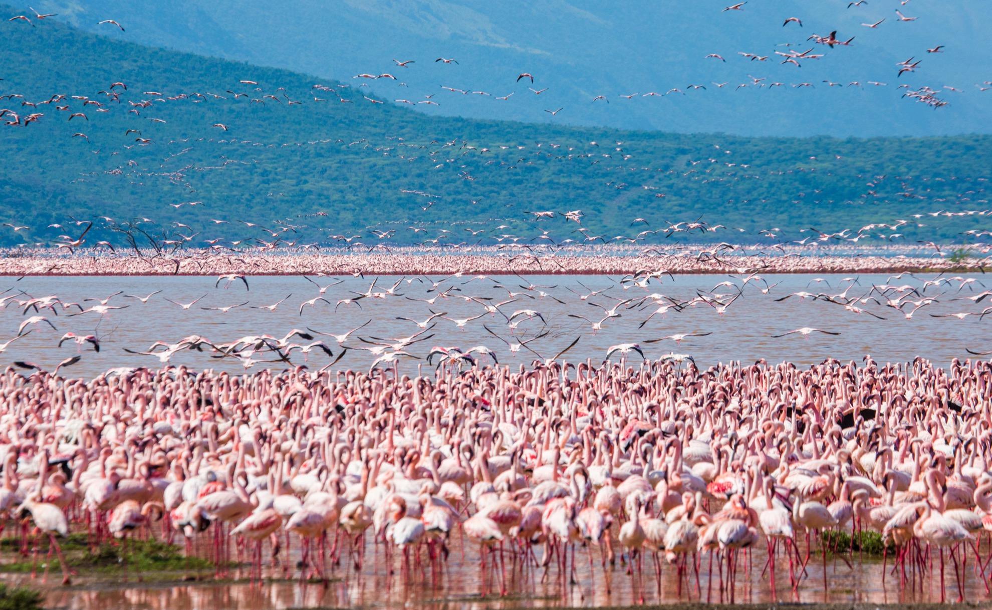 Wild flamingos at Lake Bogoria.