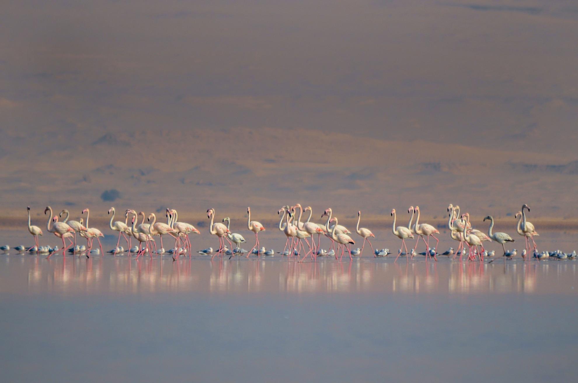 Wild flamingos at Lake Qarun.