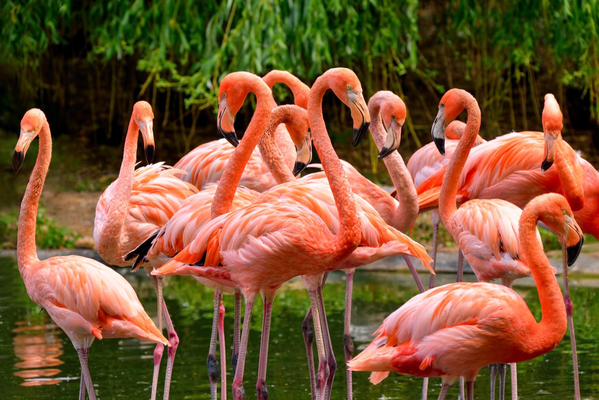 Wild flamingos in the Florida Everglades.