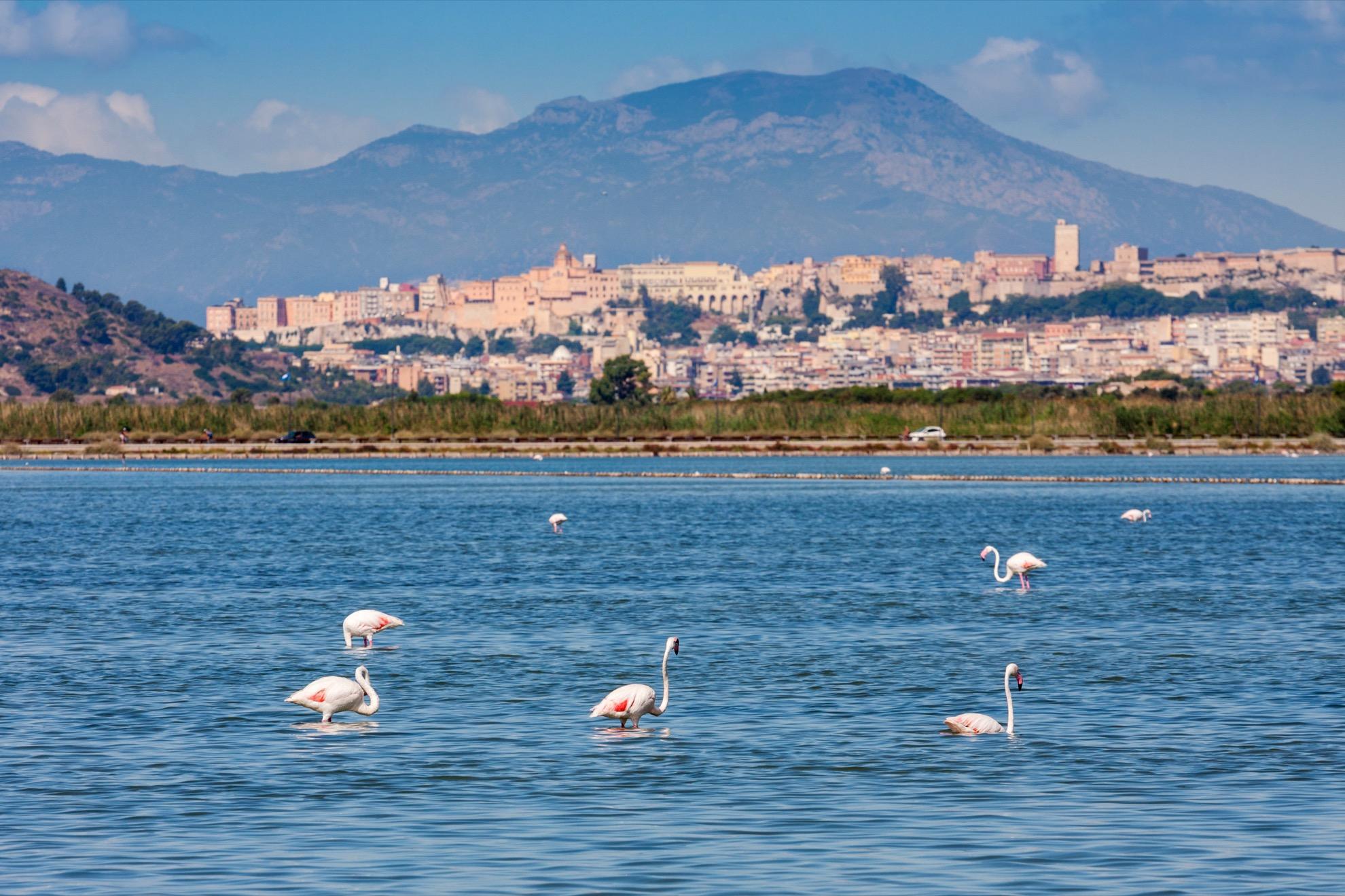 Wild flamingos in Sardinia.