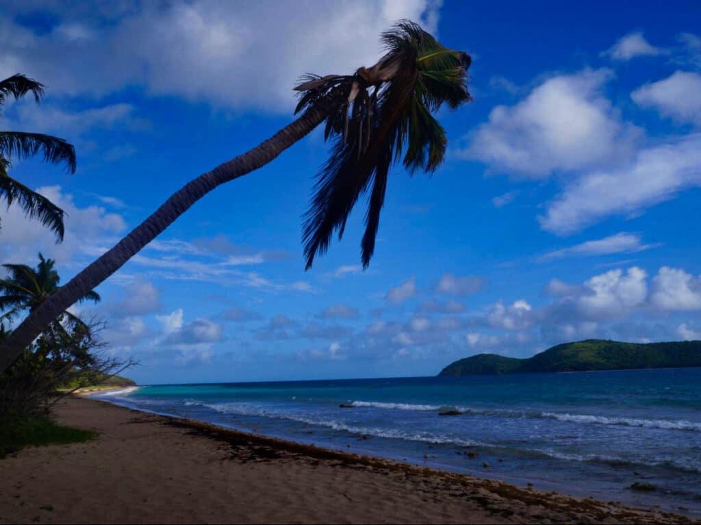 View of the leaning coconut tree in Zoni Beach at dusk