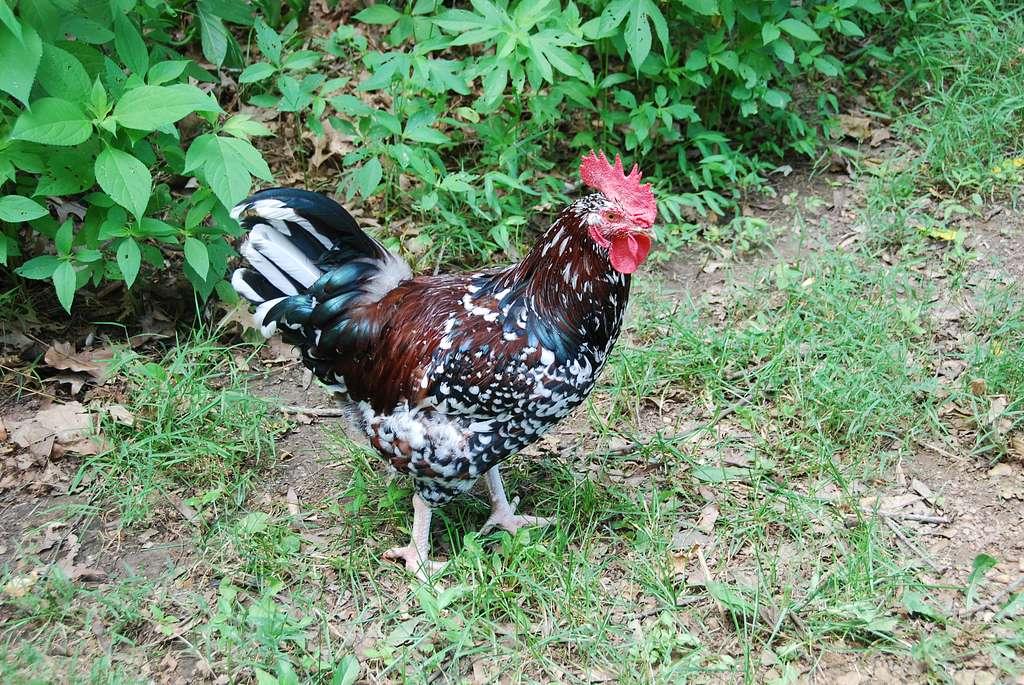 Which chicken breeds are the egg-laying machines?