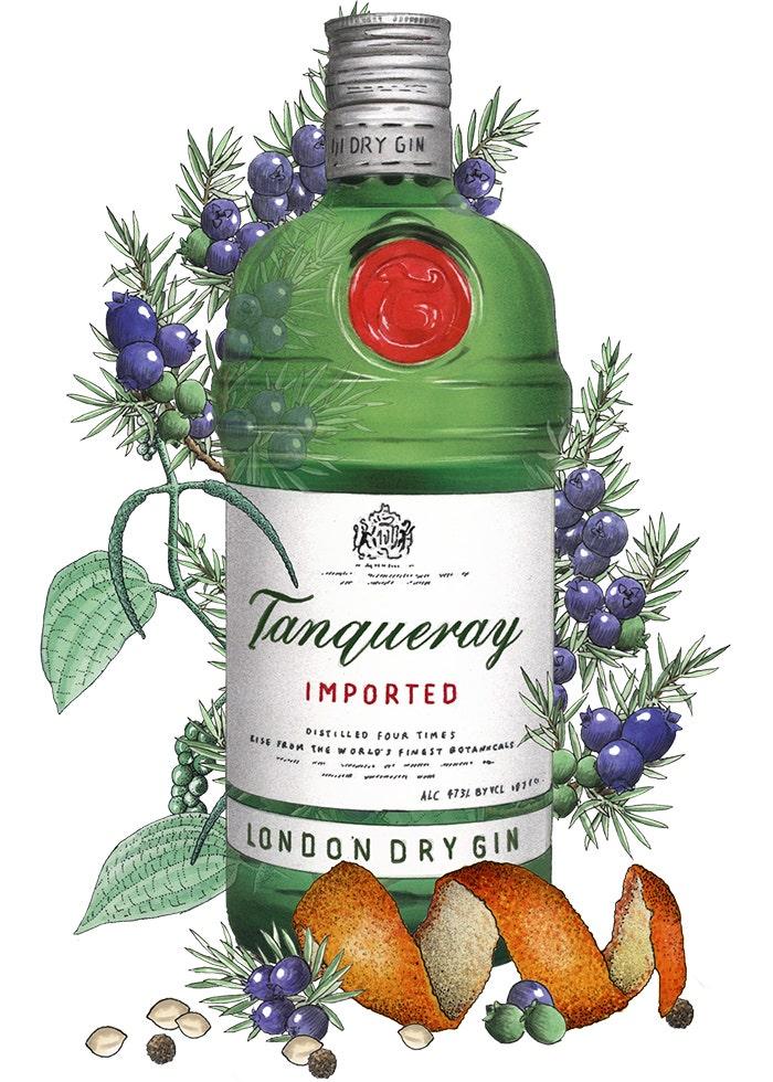 Tanqueray gin bottle illustration