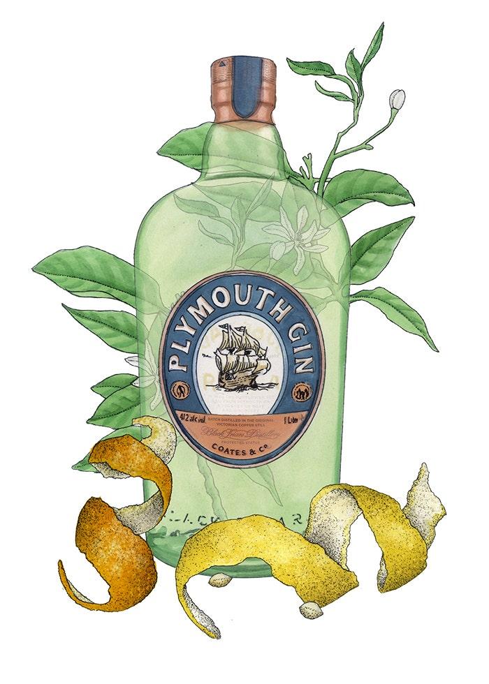 Plymouth gin bottle illustration