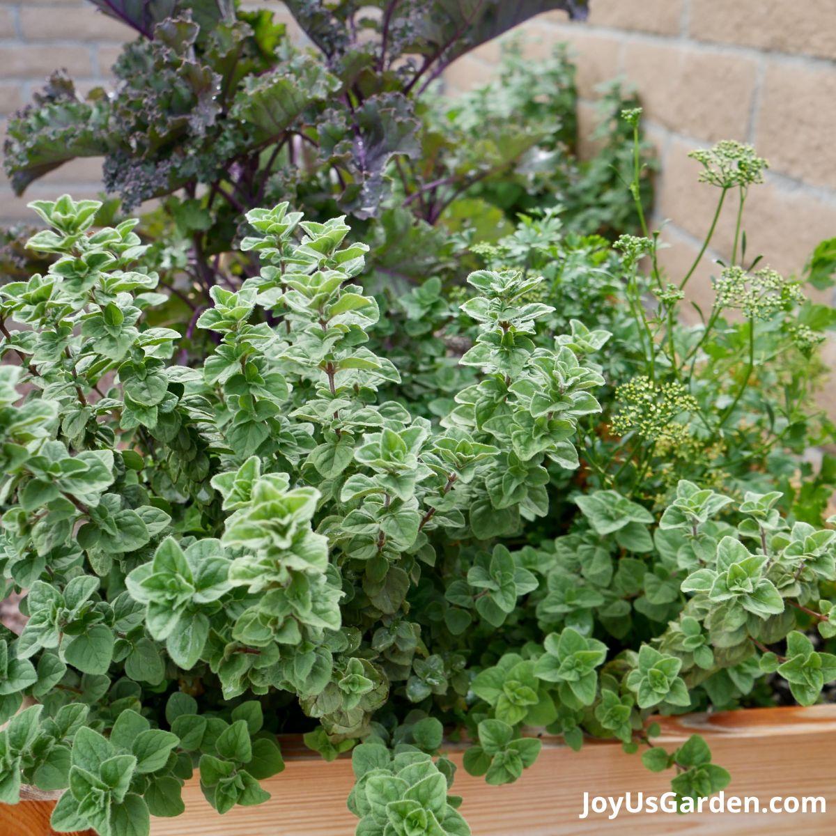 close up of a french thyme plant with catnip in the background