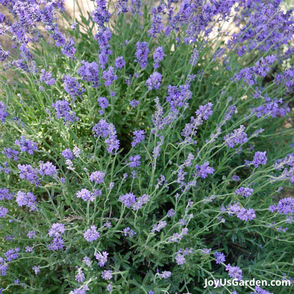 greek oregano growing in a raised bed planter next to red kale & parsley