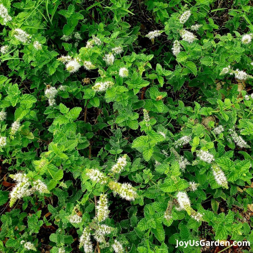 close up of the grey green leaves of a culinary sage plant