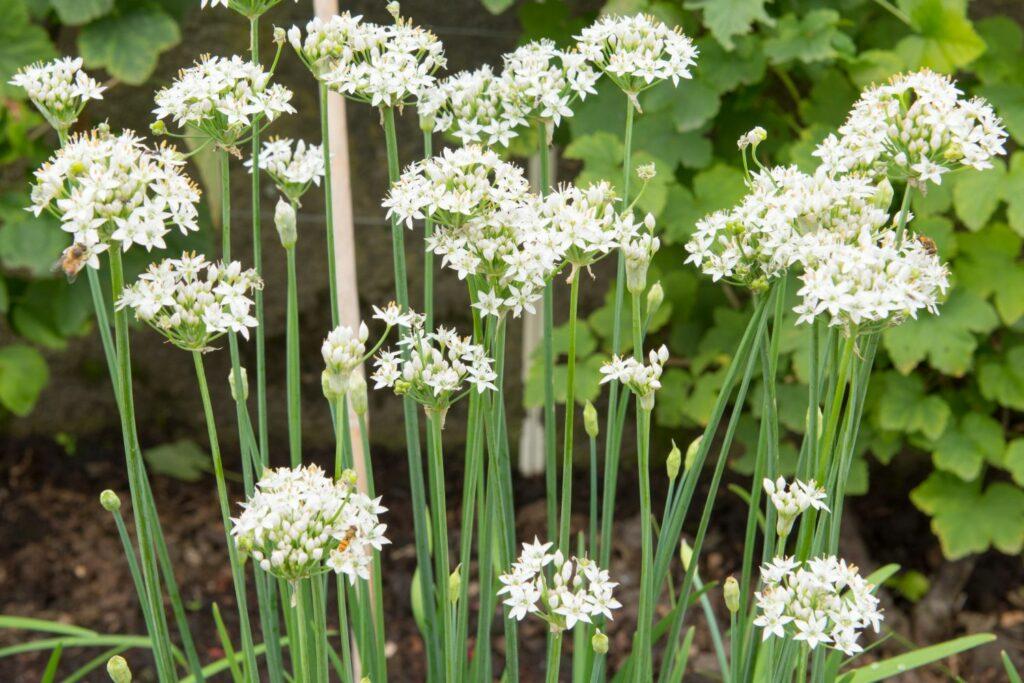 white flowers of garlic chives