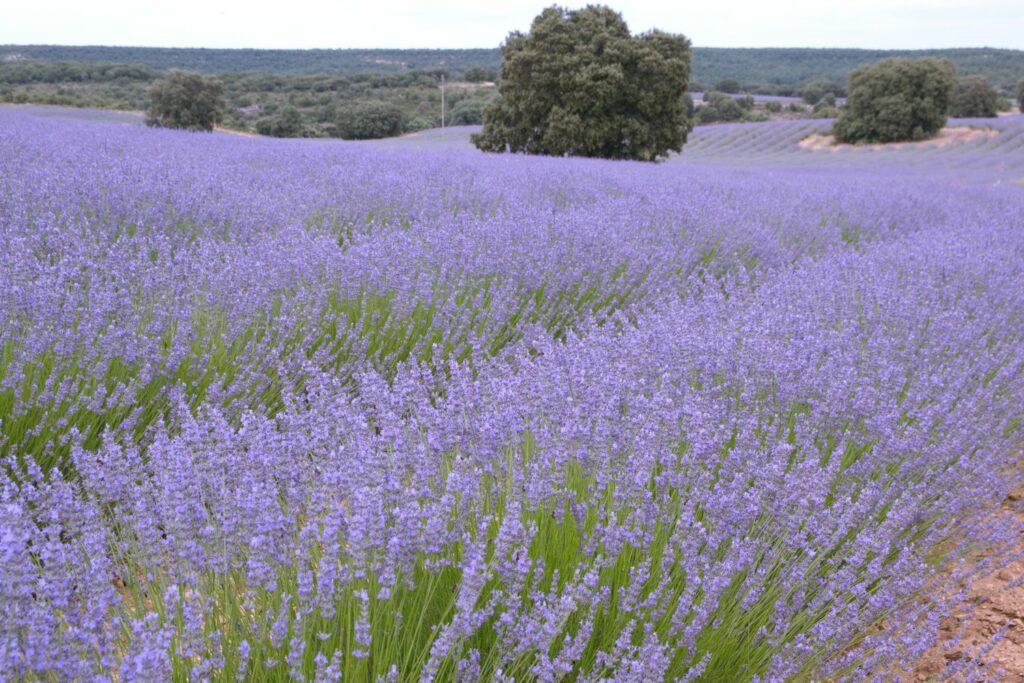 fields of lavender in bloom