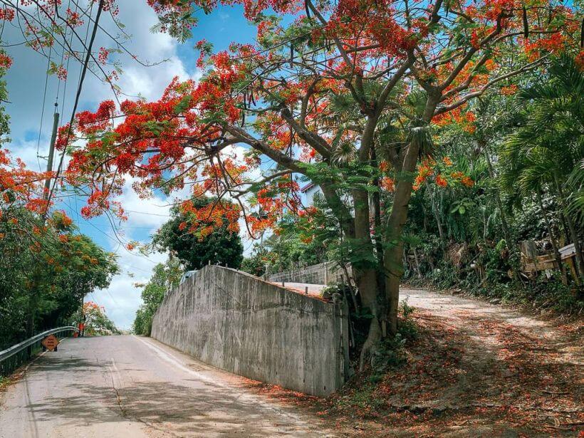 Flamboyant tree hanging over road on St Thomas in July