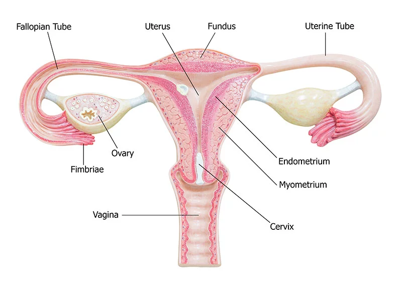 Tubal ligation is where a a woman's fallopian tubes are tied off, preventing the eggs released each cycle to meet up with sperm for fertilization. Photo: Getty Images.