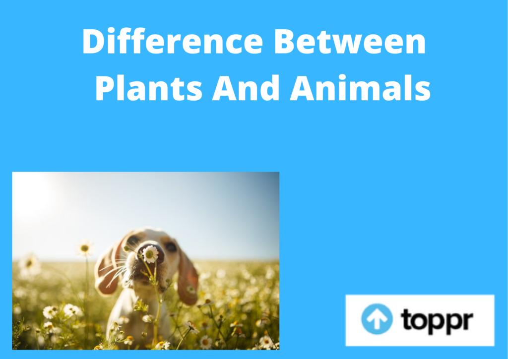 difference between plants and animals