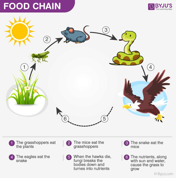 energy flow in ecosystem