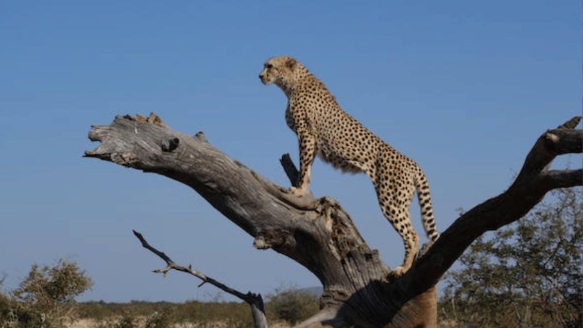 Cheetah (Source: Pexels)