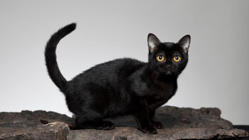 Why Are Black Cats Called Voids photo 1