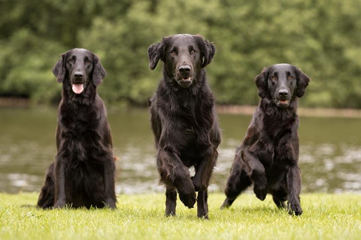 Why Are People Afraid of Black Dogs?
