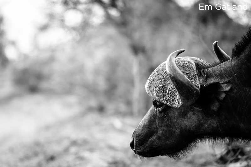 Cape Buffalo Kruger