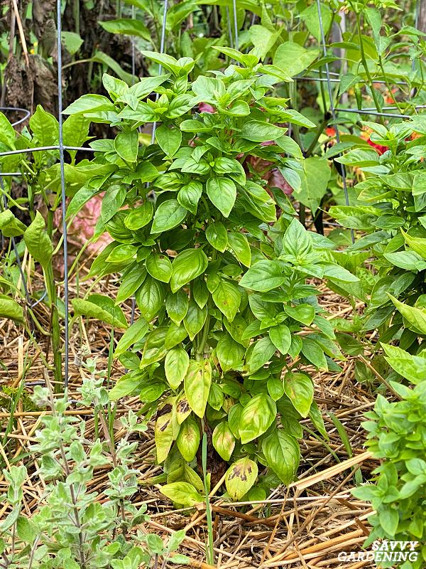basil leaves turning yellow from the bottom