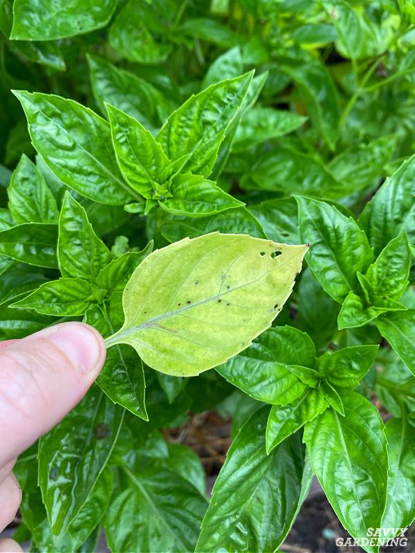 yellow basil leaf