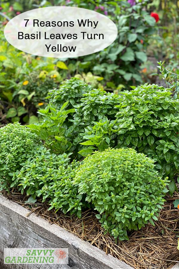 7 reasons why basil leaves turn yellow