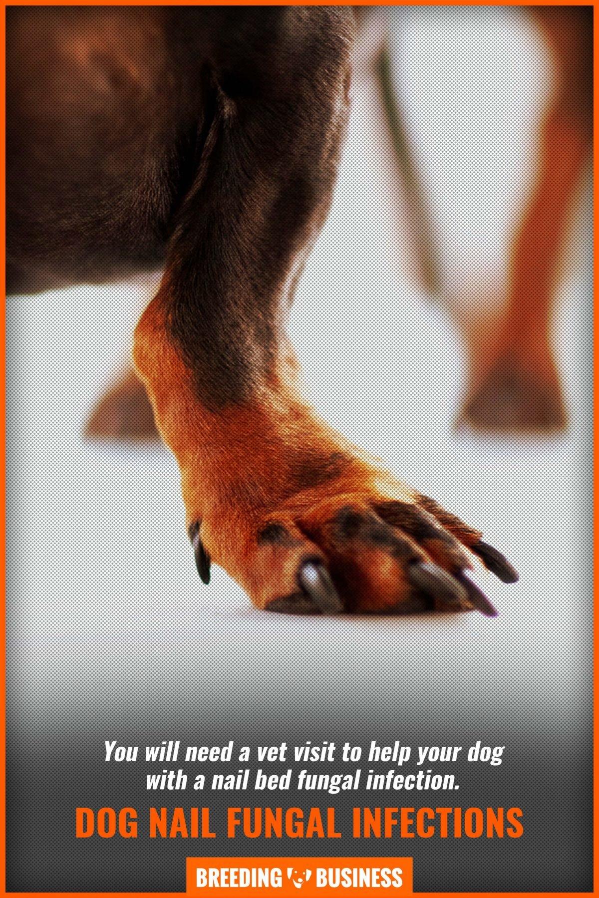 dog nail fungal infections