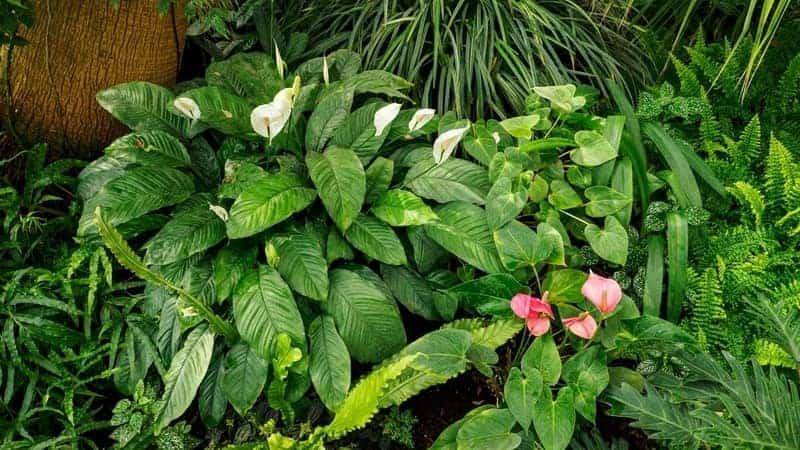 peace lily with flowers in the garden