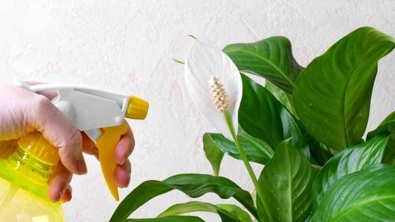 Spraying spathiphyllum or peace lily houseplant in bloom with water.