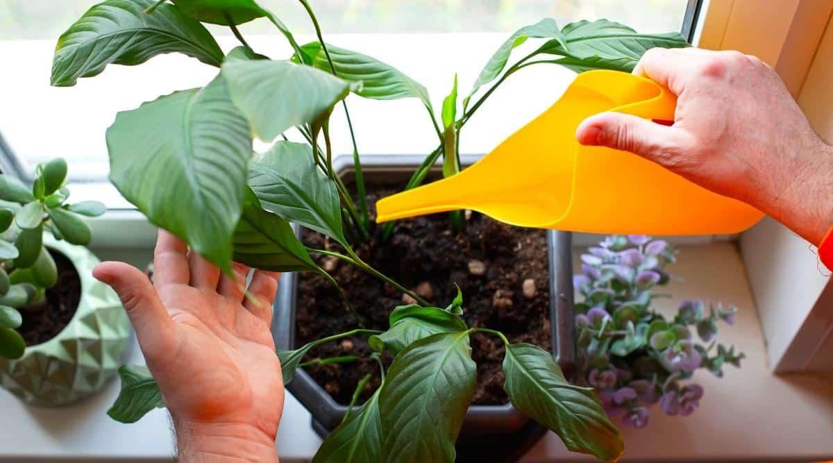 A man is watering a houseplant that's on a windowsill. It's in a blue pot, and has tall green leaves. It's sitting next to a succulent in a green pot, and a smaller purple leaved succulent in a pot. The watering can is yellow, and is made of plastic.