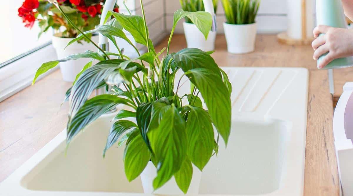 A plant getting watered in the kitchen sink. The kitchen sink is white and wide. The plant is in a white ceramic pot. The counter top is made of wood outside of the white sink. There are three other house plants next to the sink, and all three of them are in white ceramic pots. One of them has vivid red flowers.