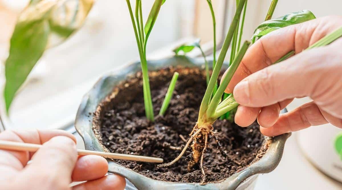 A person holding the leaves of a plant exposing root rot from a small pot. The plant has been overwatered. They are holding a small piece of wood that they used to help pull up and examine the plant's roots. The plant is in a blue or gray ceramic pot.