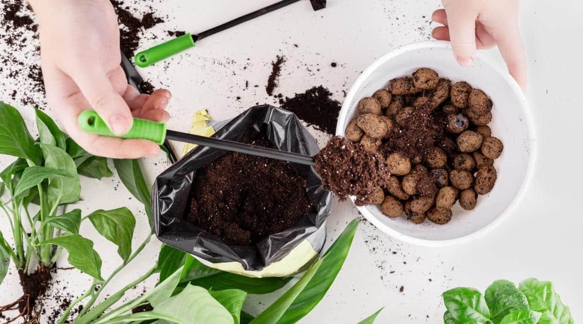 A female is pulling some soil and placing it into a pot. She is pulling it from a small bag that's made of black plastic, and putting it into a pot with some stones at the bottom of the pot for drainage. This all takes place on a white desk, with cuttings of a houseplant laying next to them.