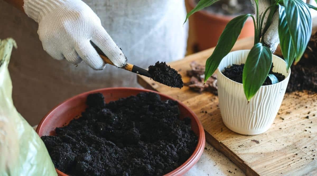 A gardener is adding soil to a potted plant. The soil is being taken from a terra cotta bowl, and being placed into a white plastic pot where the new houseplant has recently been planted. The gardener is wearing white cloth gloves, and is using a small shovel due to the smaller size of the house plant when transferring the soil to the new pot.