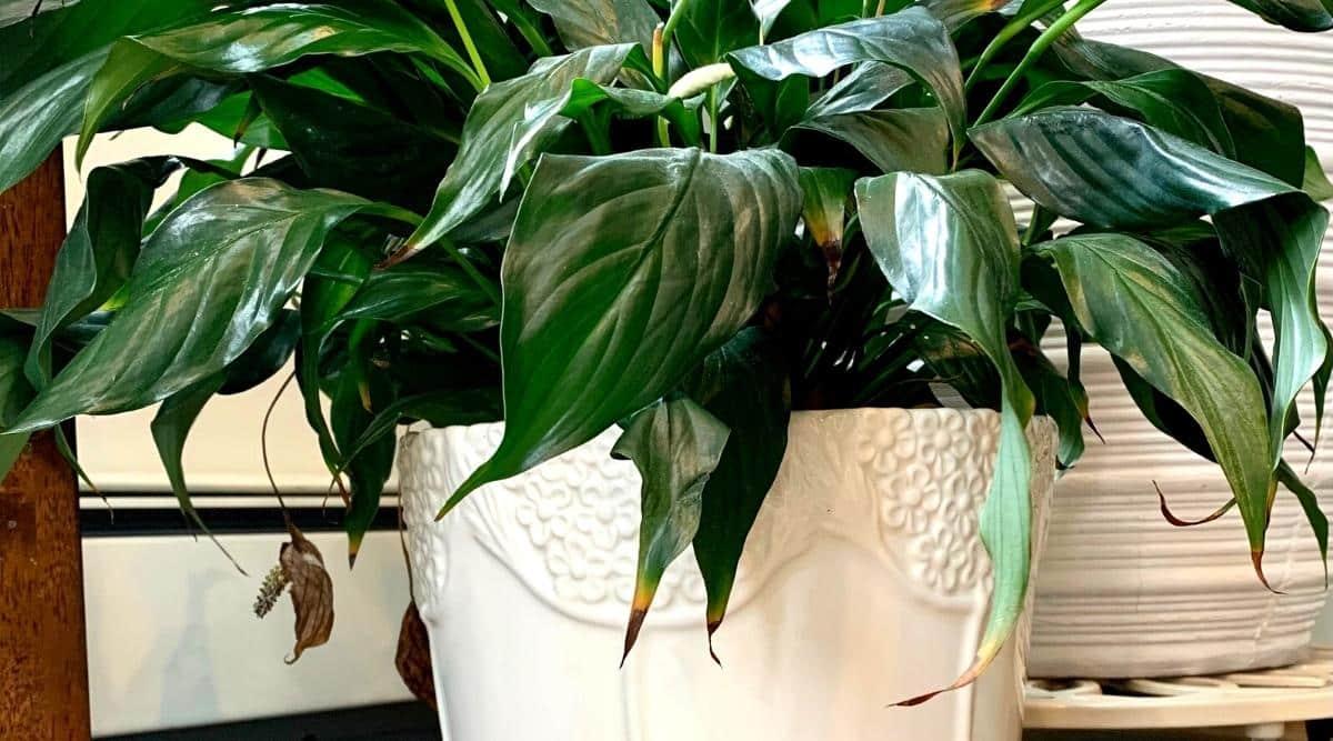 A peace lily plant with brown tips on the leaves sitting in a pot. The pot is made of white ceramic, and has a flower design around the top of the pot. It's sitting on a stand, next to another pot but the plant in that pot is not visible.