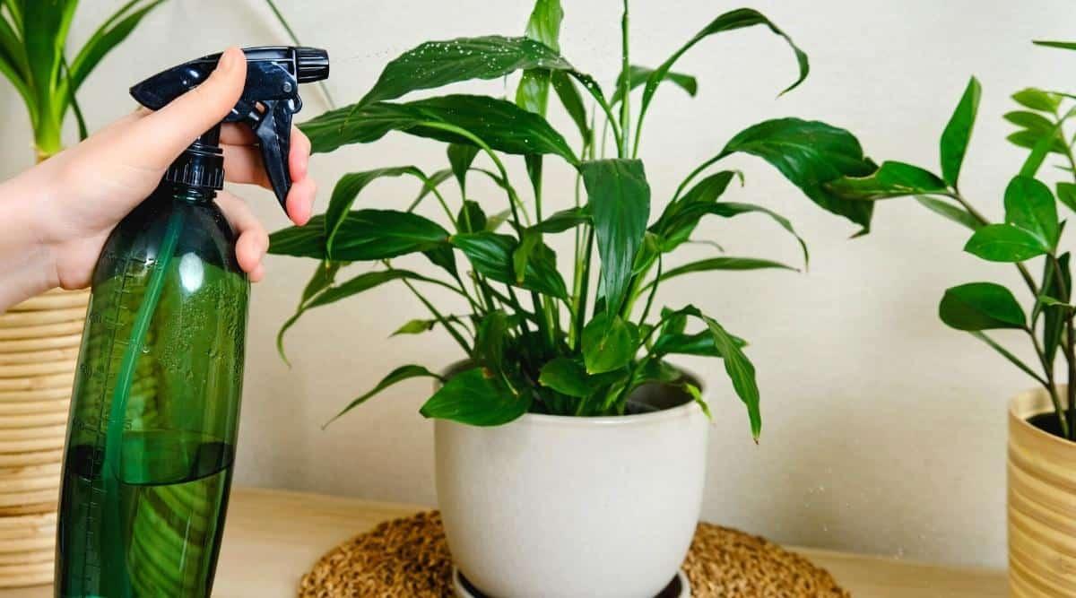 A woman spraying a water mist on a house plant. The plant is in a small white ceramic pot, and sitting on a pale wooden desk next to a wall. There are two other houseplants in this image, one of which has a small wooden pot, and the other has a taller wicker pot with bigger bands around it.